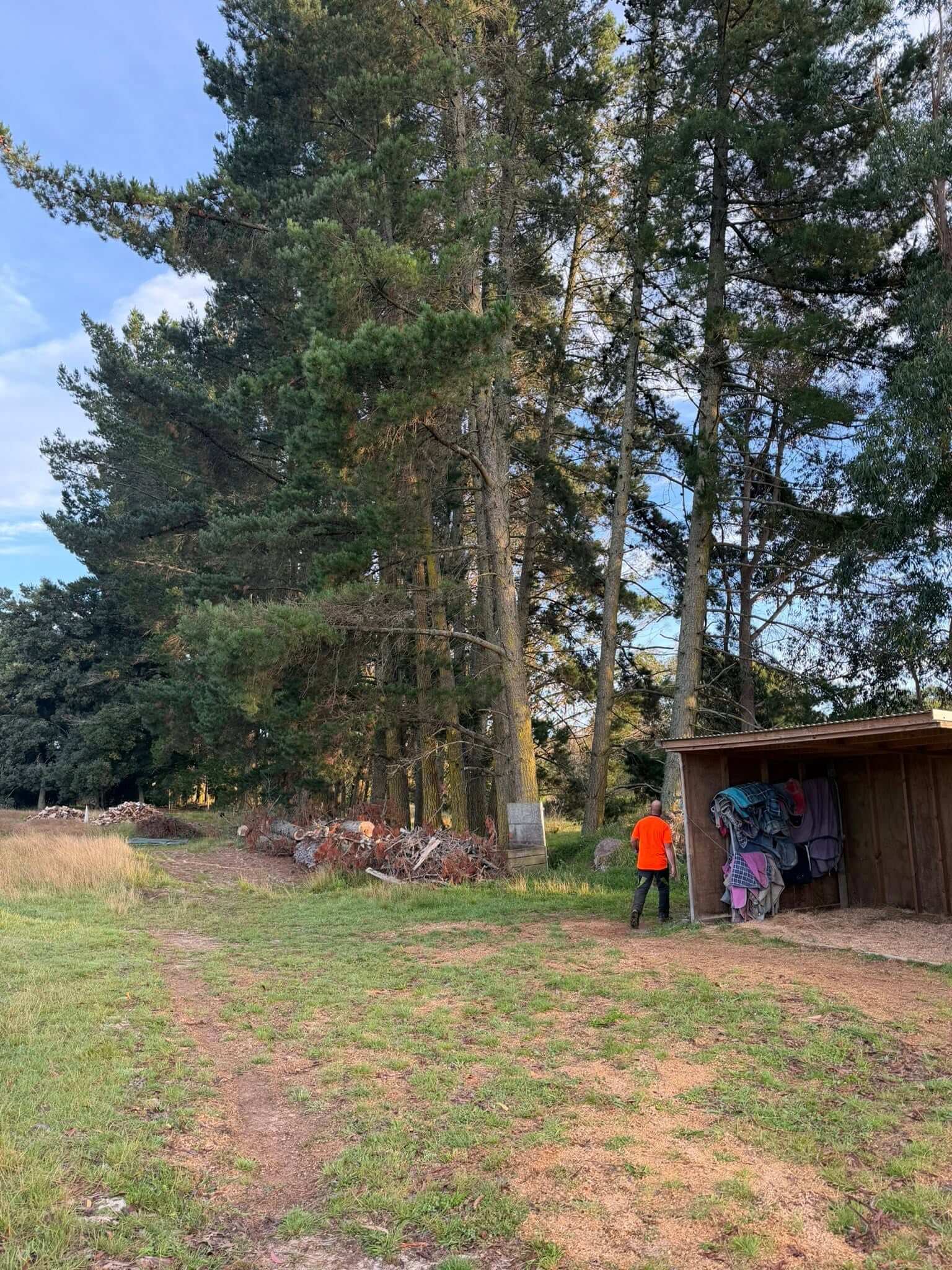 Tree felling and section clearing on lifestyle property Tasman