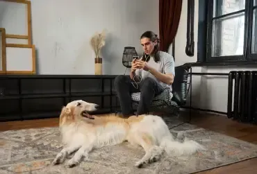 centennial pet odor removal