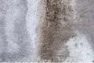 castle rock pet urine upholstery cleaning