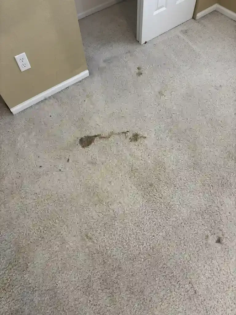 Stain Removal in Denver Metro