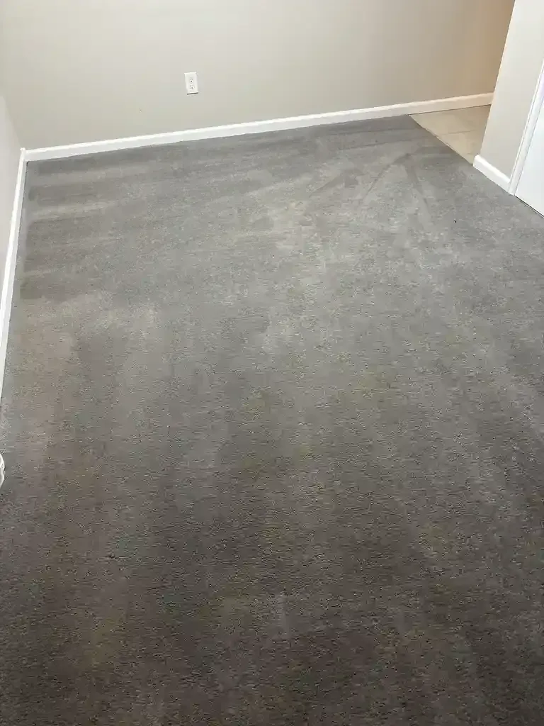 Emergency Carpet Cleaning in Denver Metro