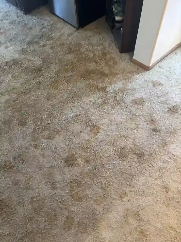 Denver Metro Pet Urine Odor Removal