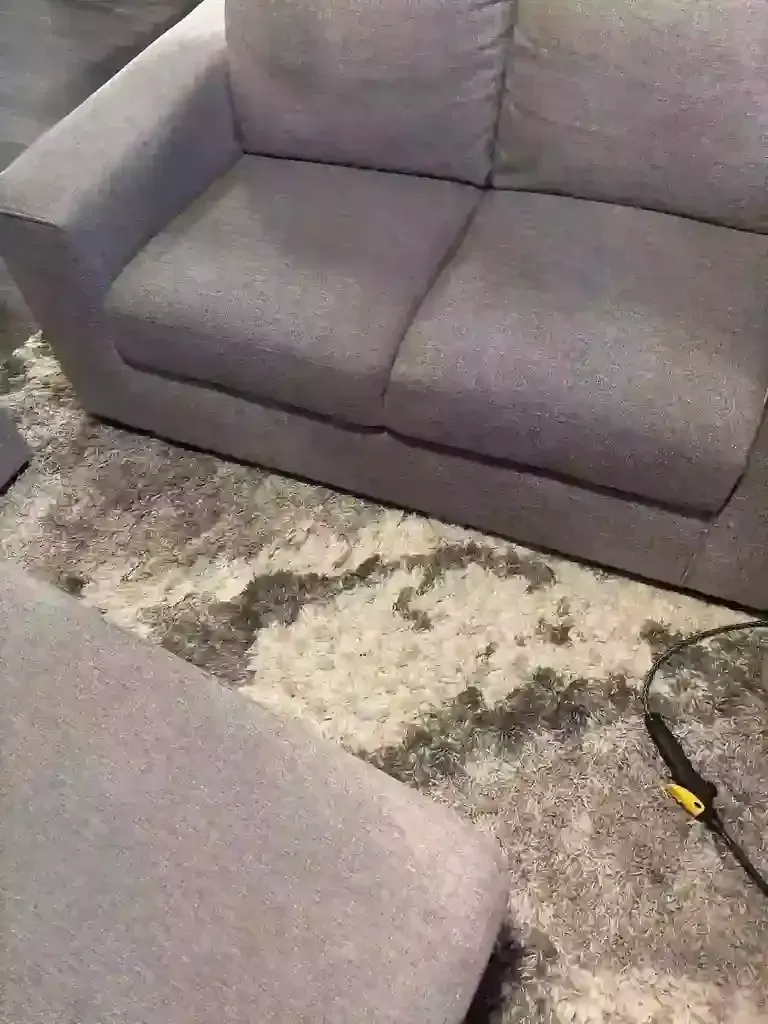 Pet Stain and Odor Removal from Upholstery In Denver Metro