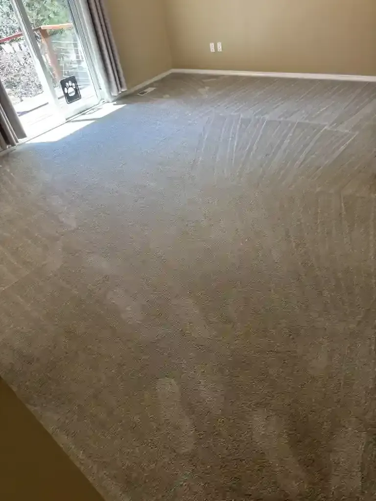 Same-Day Carpet Cleaning Service in Denver Metro