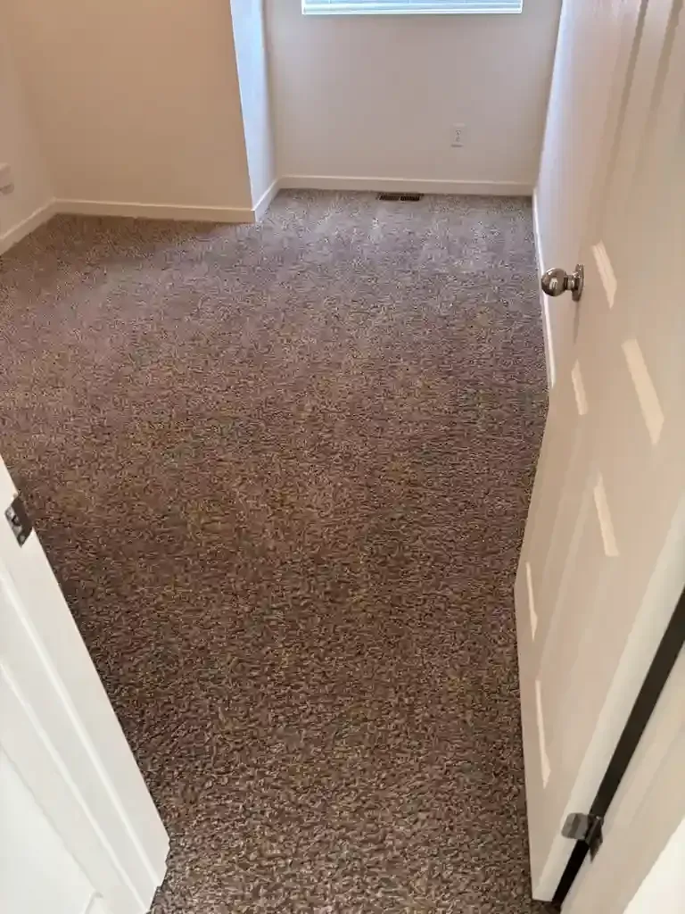 Emergency Carpet Cleaning Across the Denver Metro 