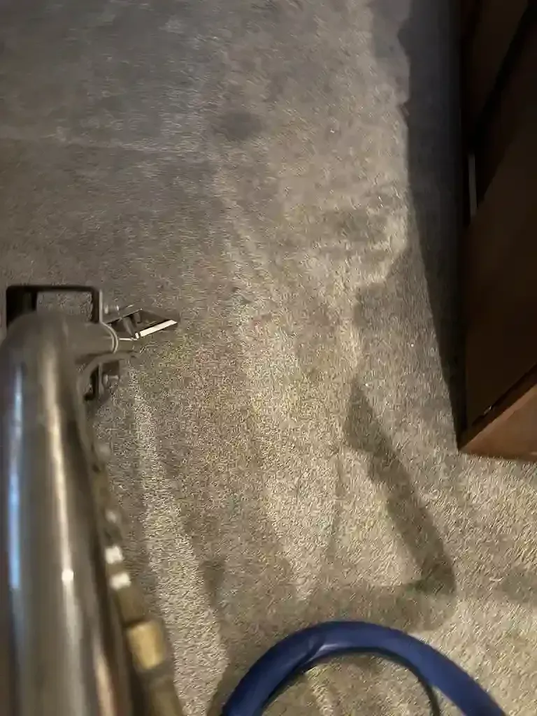Pet Urine carpet cleaning in castle rock in heating season