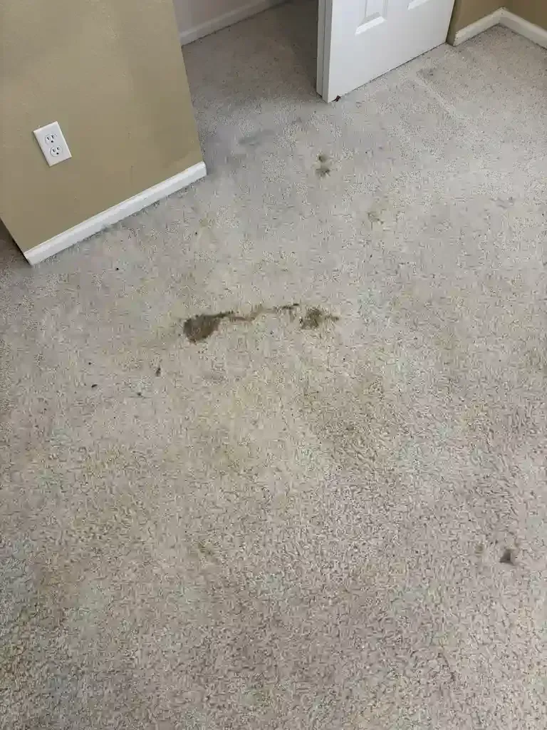 Professional Stain Removal Services in Centennial