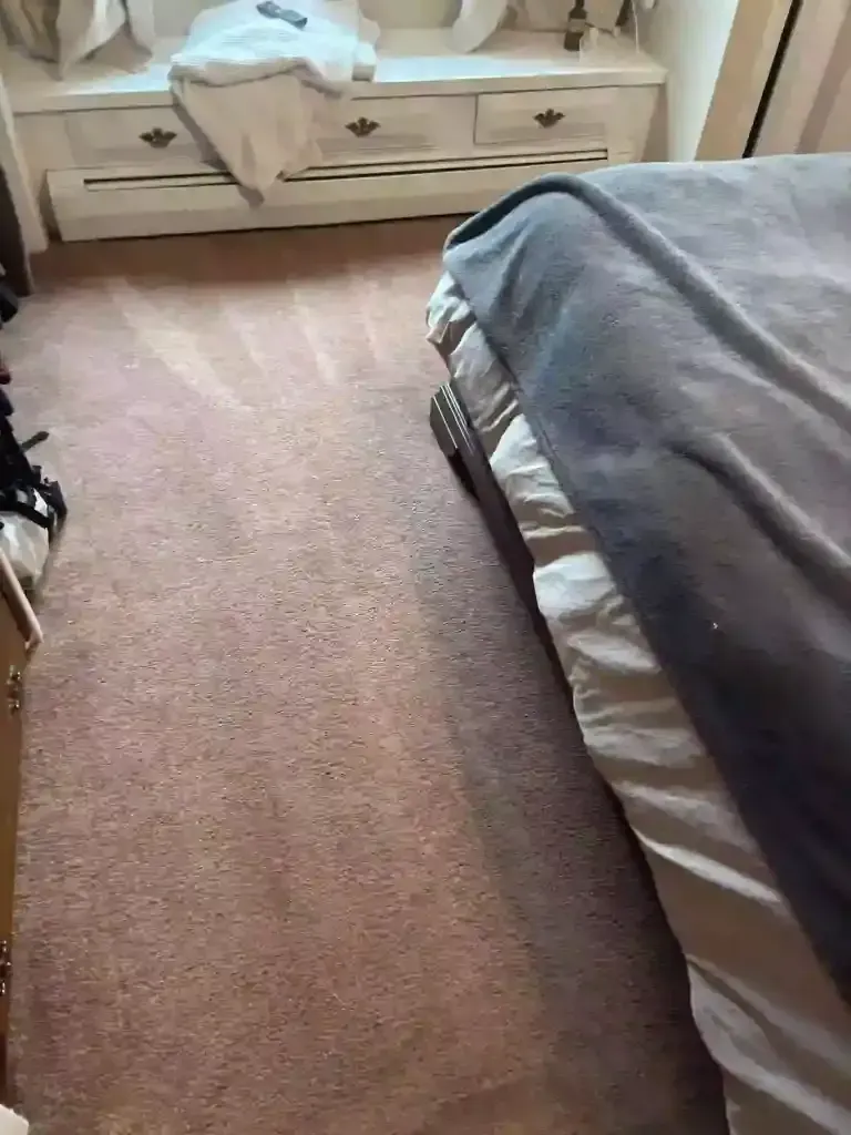 Emergency Carpet Mold Germination Cleaning in Castle Pines