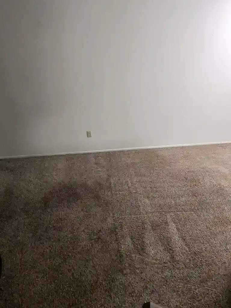 Emergency Carpet Damage Restoration in Castle Pines