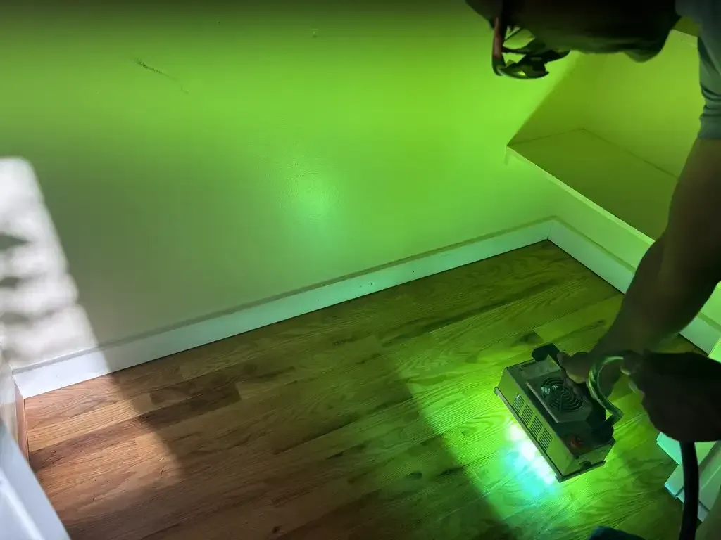 Pet Stain and Odor Removal Protocol for Littleton Homes Restoration