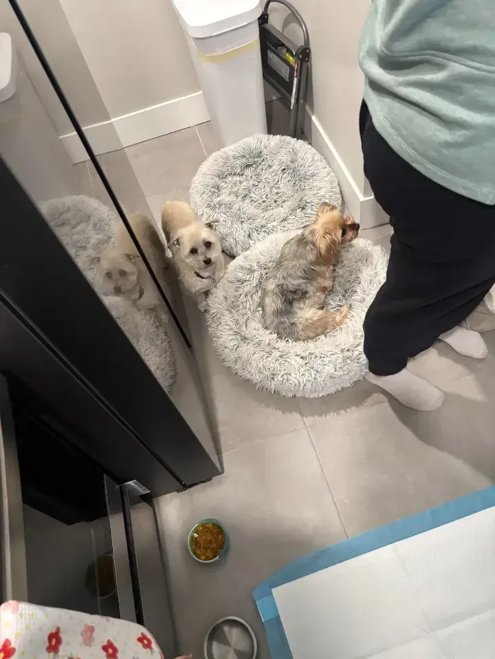 Pet urine deposits upholstery Cleaning Littleton
