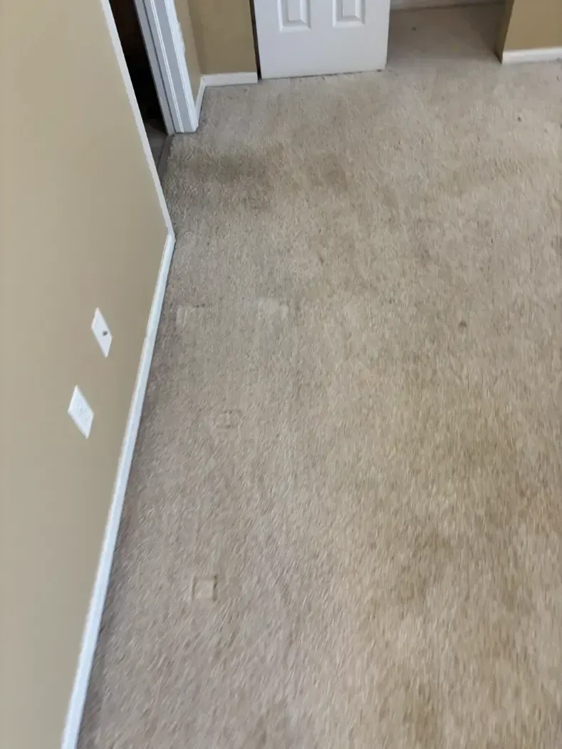 Lone Tree Emergency Carpet Damage Restoration