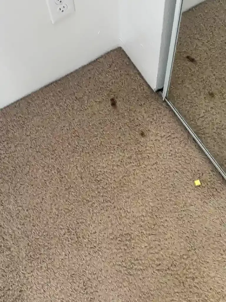 Fresh Spills in Lone Tree Homes Same-Day Stain Removal