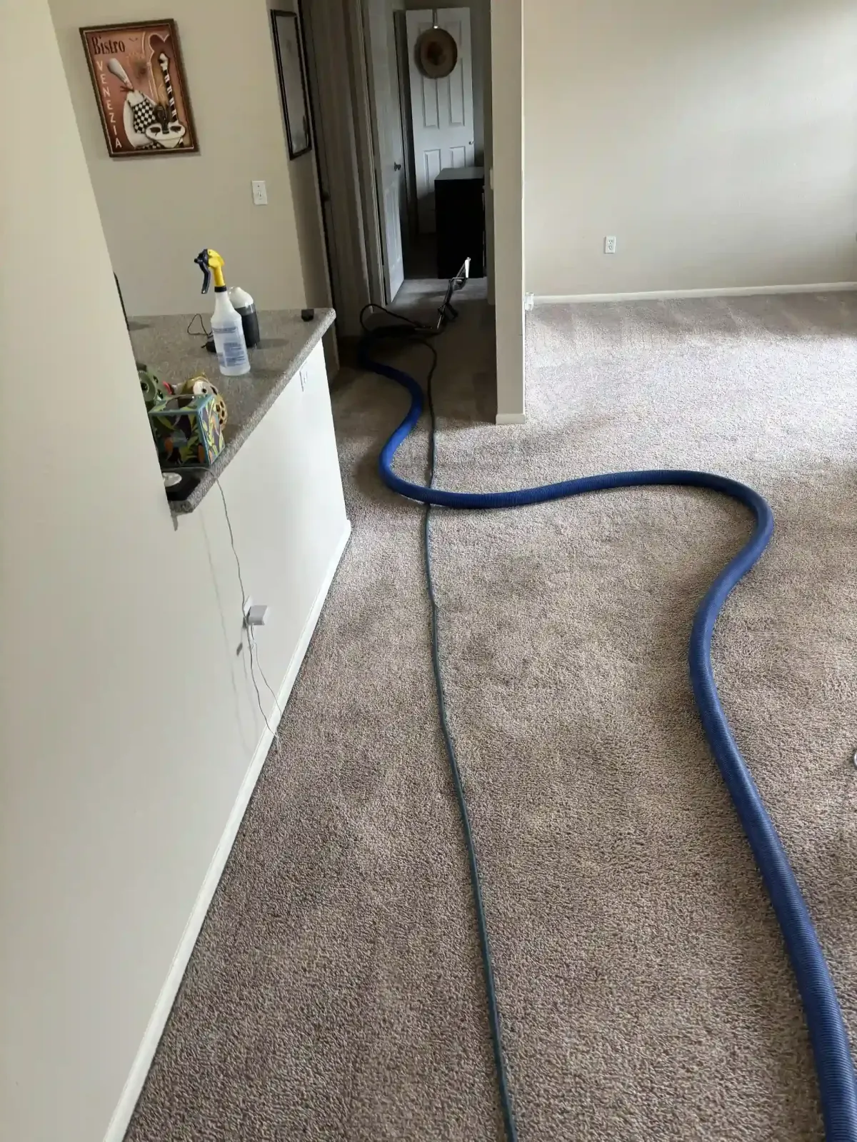 Is Professional Carpet Cleaning Worth It in Castle Rock, CO?