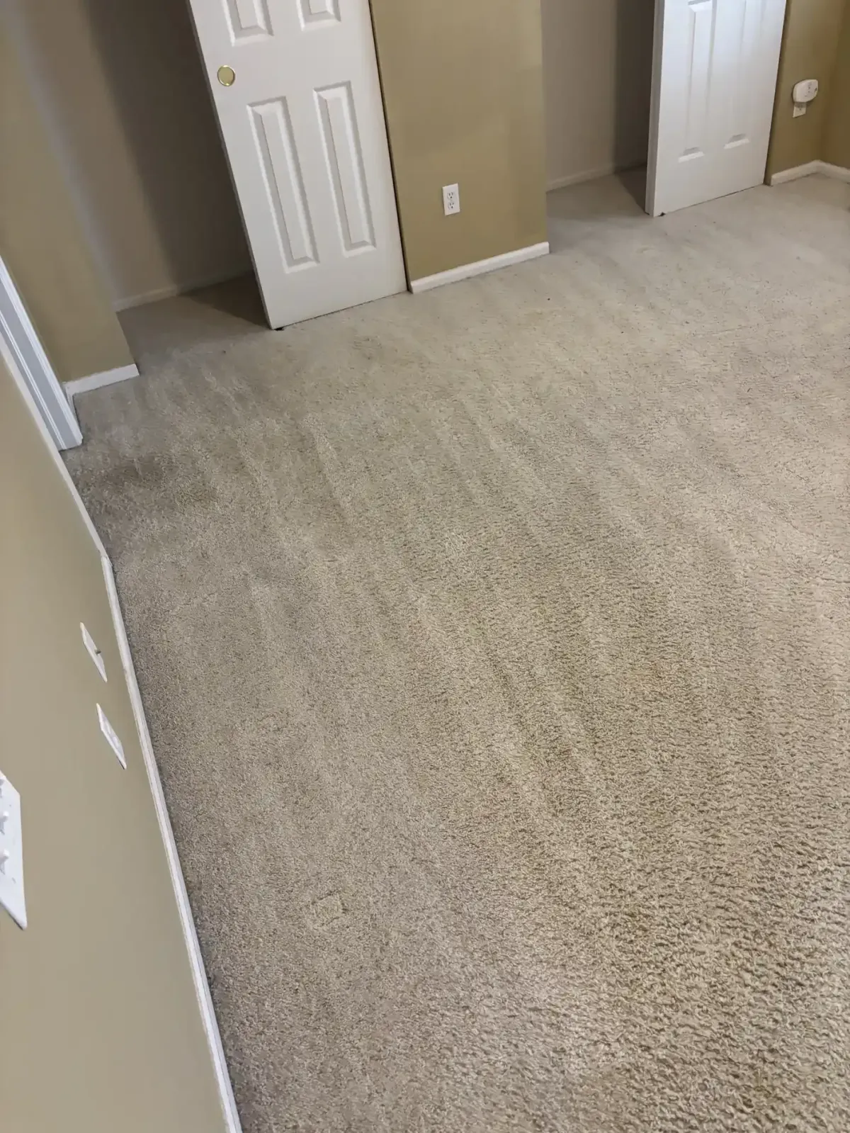 Same-Day Carpet Cleaning Centennial