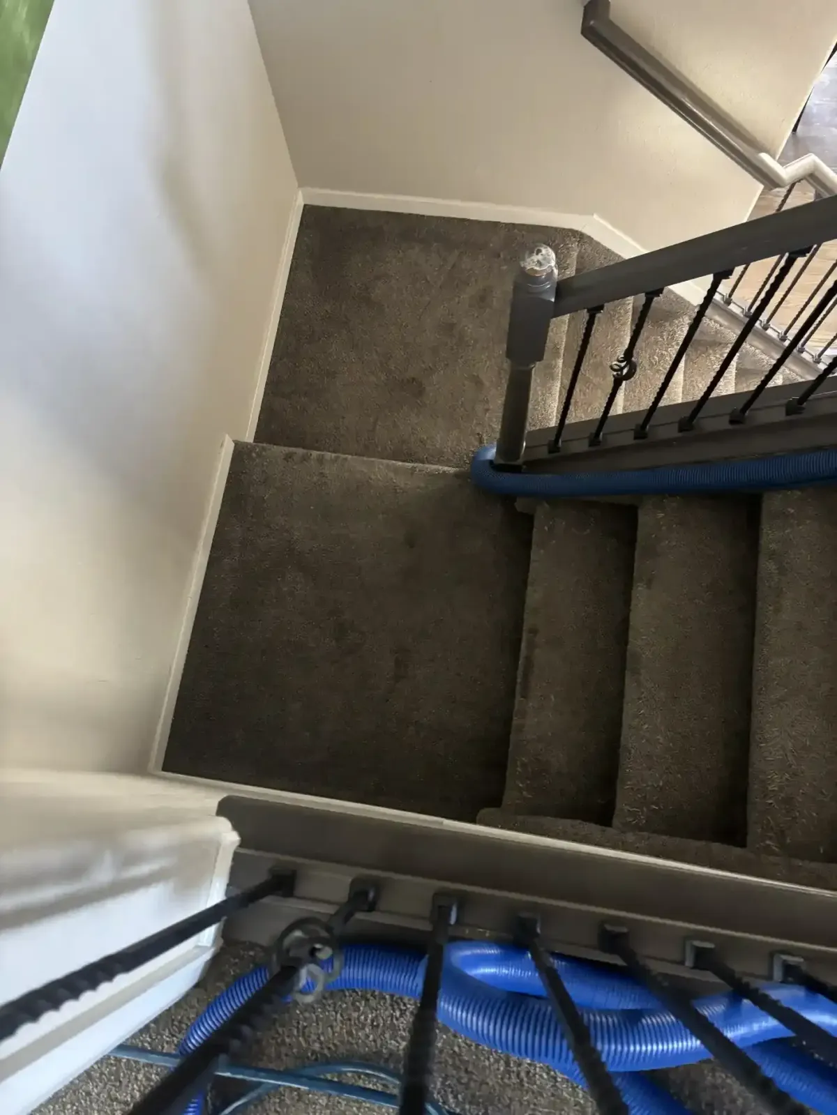 We Saved 800 Sq Ft of Carpet in Denver's Lowry Neighborhood for $400 — The Spot Report