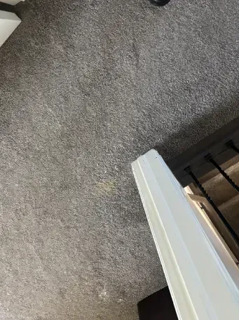 Lakewood Carpet Floors Surface Identification Cleaning