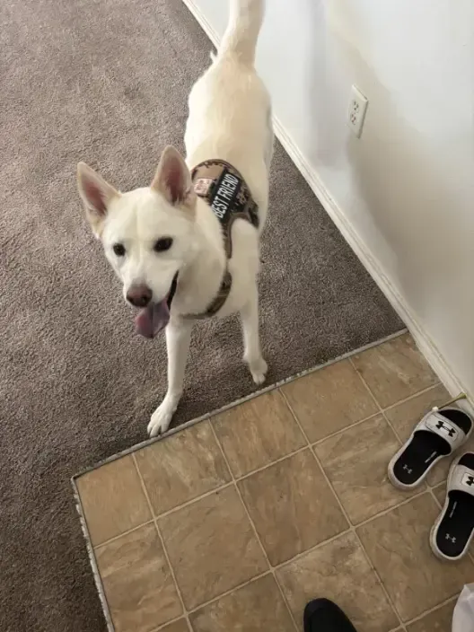 Lakewood Pet Accidents — Same-Day Carpet Cleaning