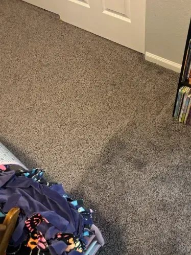Lakewood Fresh Spills Removal Same-Day Carpet Cleaning