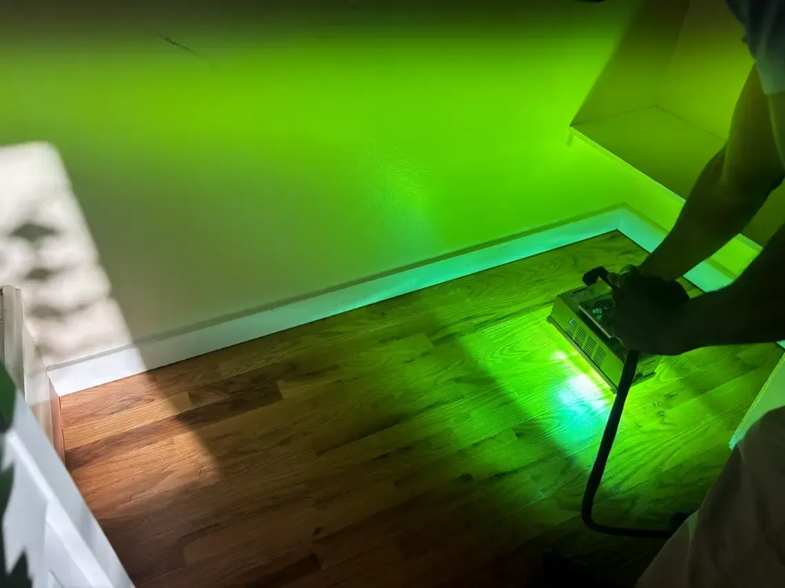 Wheat Ridge UV Light Topical Enzyme Treatment Carpet Cleaning