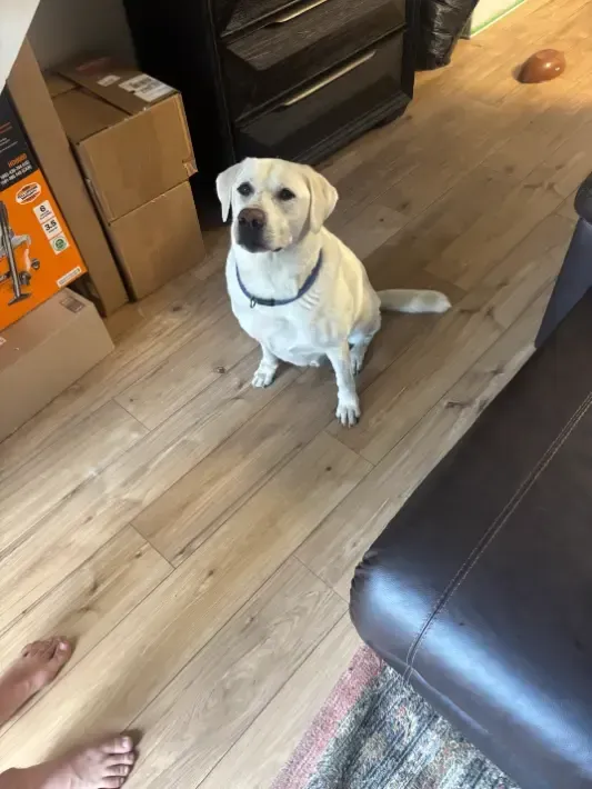 Pet Accidents — Same-Day Enzyme and Foothills Clay Staining Cleaning