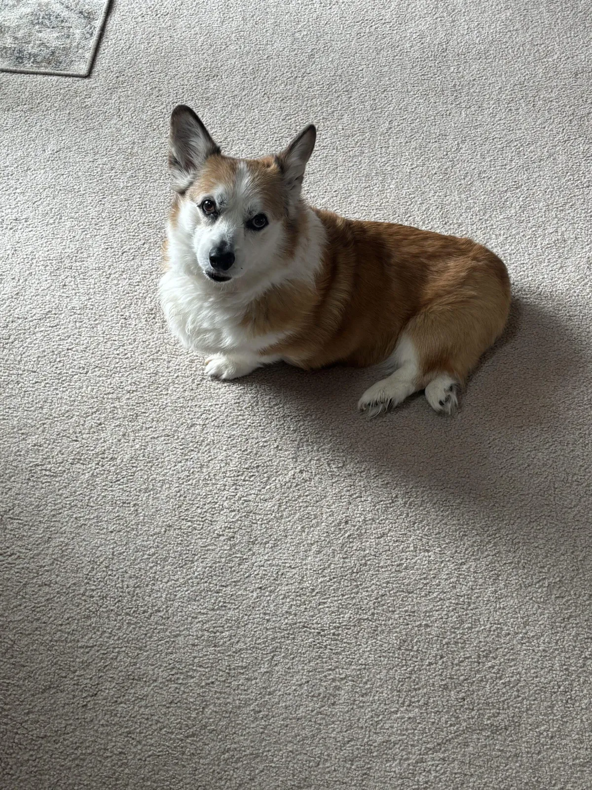 Morrison Pet Accidents and Fresh Red Sandstone and Foothills Clay Same-Day Carpet Cleaning