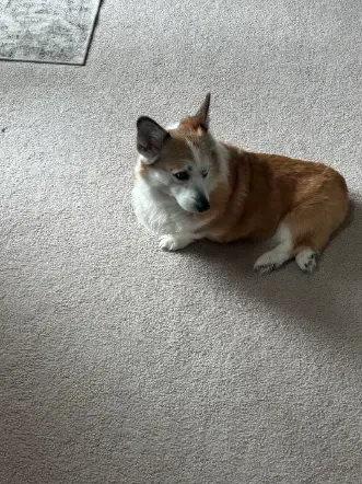 Centennial Pet Odor Returning Permanent Removal From Carpet