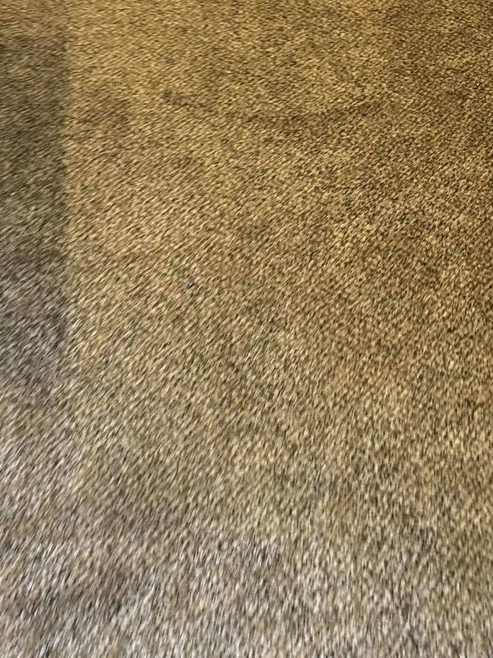 Why Nylon Carpet Traffic Lanes Get So Dark in Littleton — And What It Takes to Bring Them Back