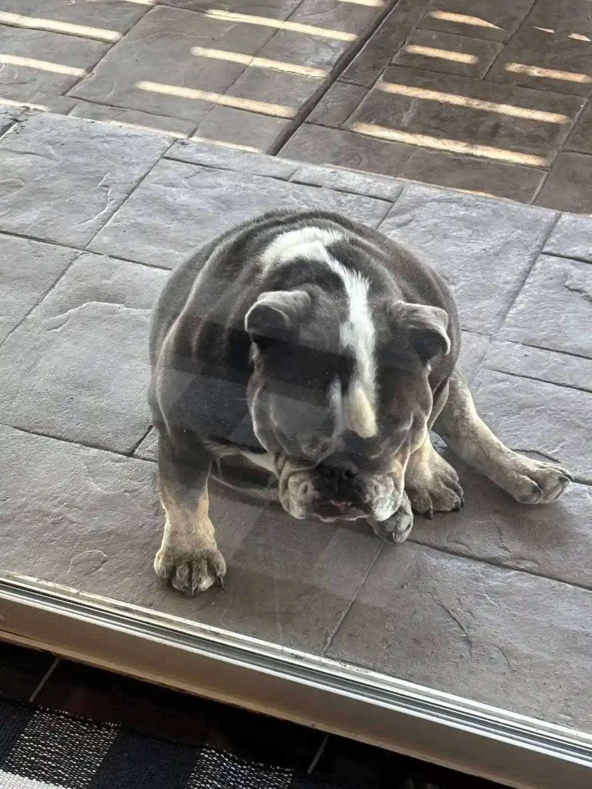 Dog Stress Urination on Carpet — What Denver Homeowners Need to Know About Stain Removal
