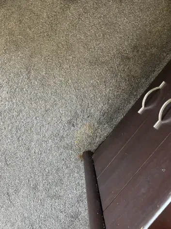 Centennial Emergency Carpet Damage Timeline Cleaning Extraction Window Cleaning