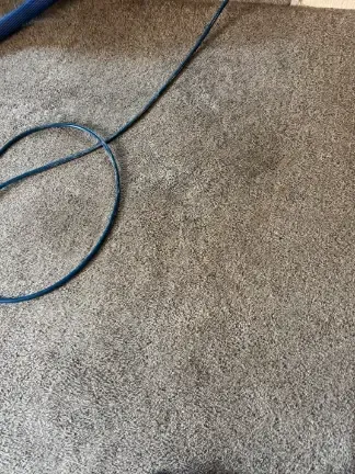 Centennial Emergency Carpet Damage Timeline Cleaning Mold Germination Cleaning