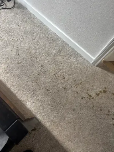 Wheat Ridge Carpet Cleaning