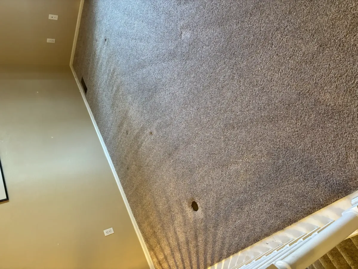 Carpet Cleaning Cost in Castle Rock