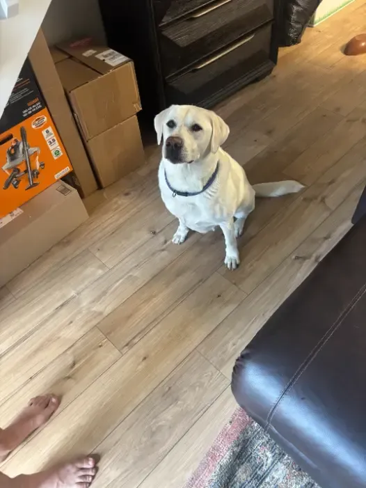 Elizabeth Same-Day Pet Accidents Carpet Cleaning 
