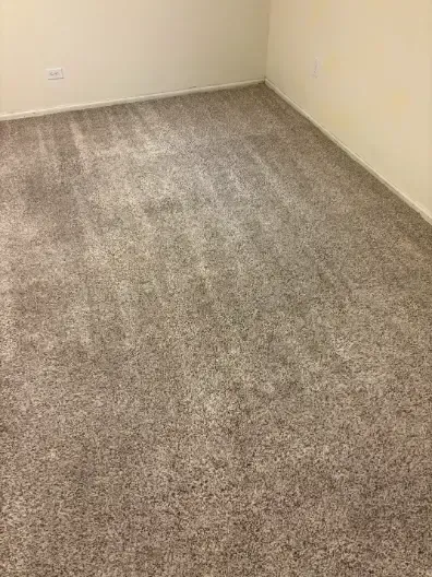 Centennial Pet Odor Returning Permanent Removal From Carpet