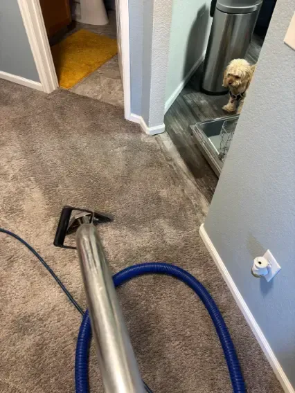 Franktown Heating Season Uric Acid Carpet Cleaning