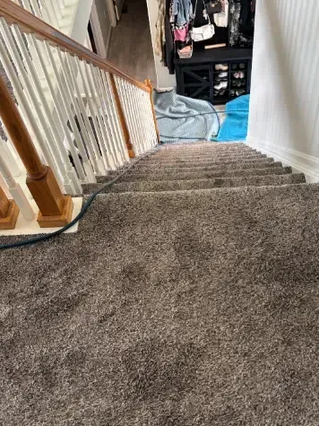 Franktown Pine Organic Dabris Carpet Cleaning