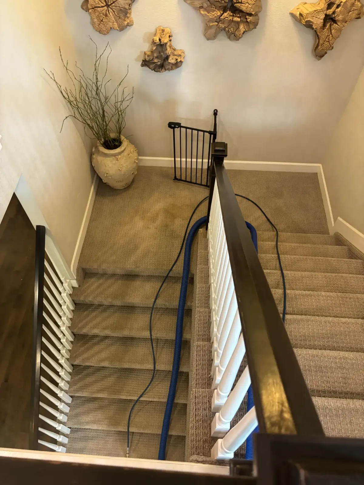 UV light inspection revealing pet urine contamination zones in a Shaw LifeGuard nylon carpet in a BackCountry Highlands Ranch home before sub-surface extraction treatment