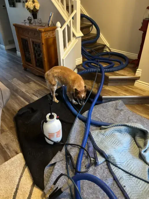 Franktown Emergency Rural Properties Carpet Cleaning 
