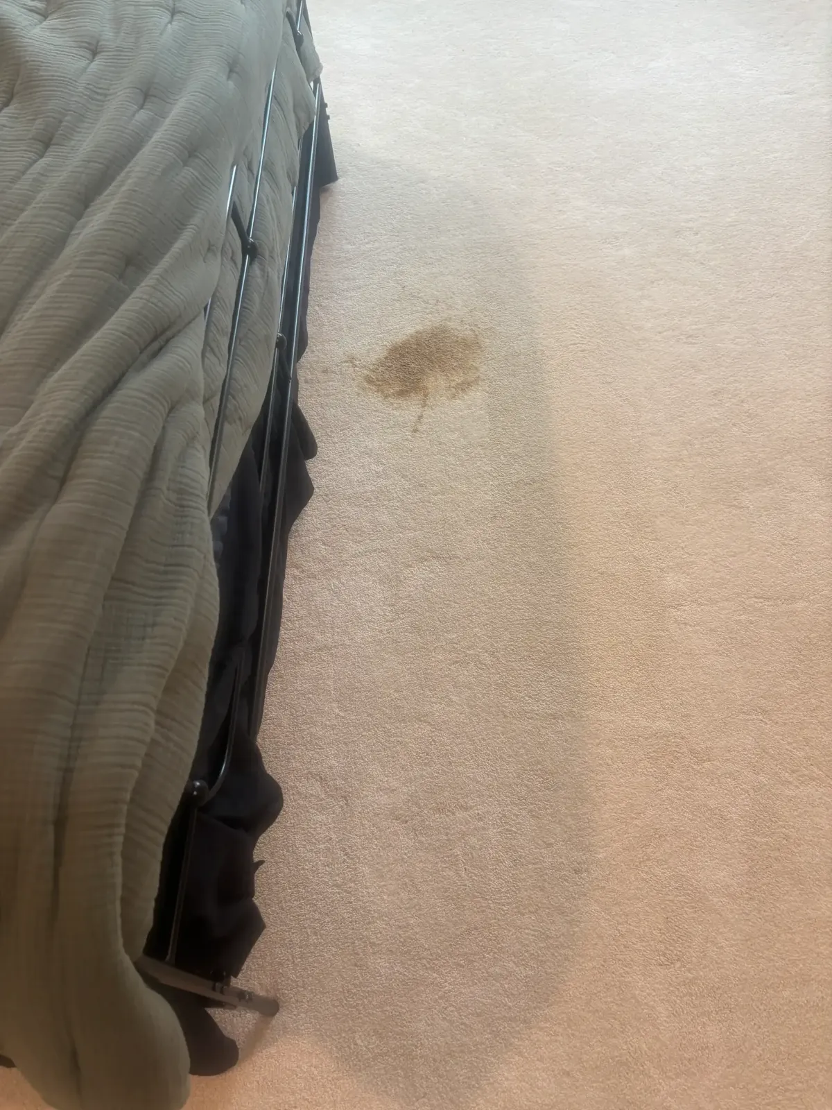 Large-gauge needle injection tool delivering Bridgepoint enzyme solution through carpet pile and foam pad to sub-floor level in a Castle Rock Redhawk home for pet urine treatment