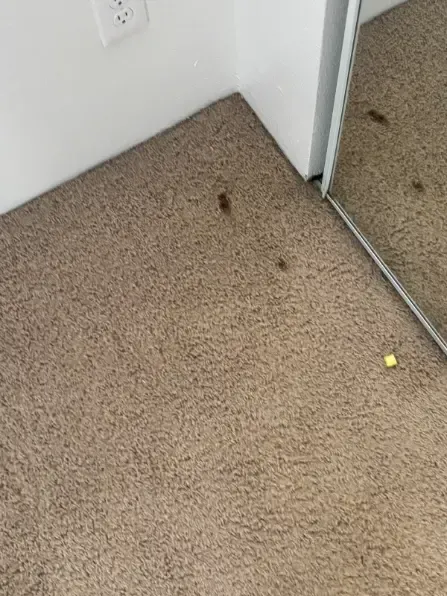Centennial Berber Wicking Carpet Cleaning