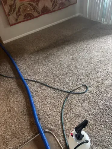 Sedalia Berber Wicking Carpet Cleaning