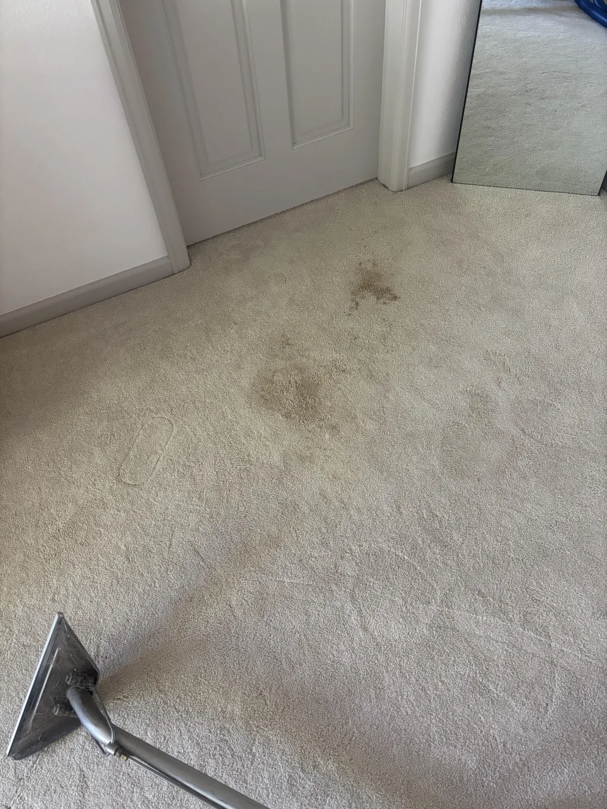 Carpet stain treatment during a repeat customer visit in the Sixth Avenue West Estates area of Lakewood, CO