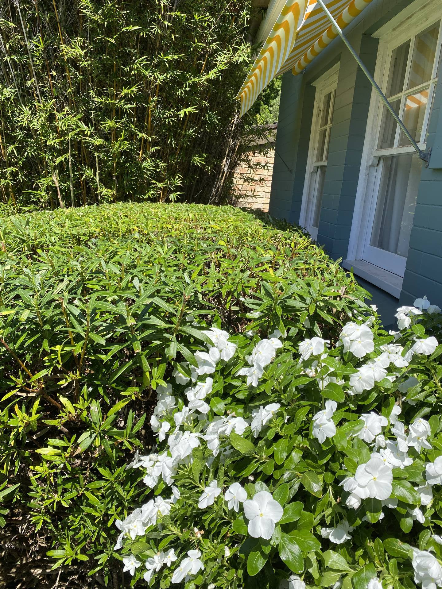 Whale Beach Lawn Mowing & Edging