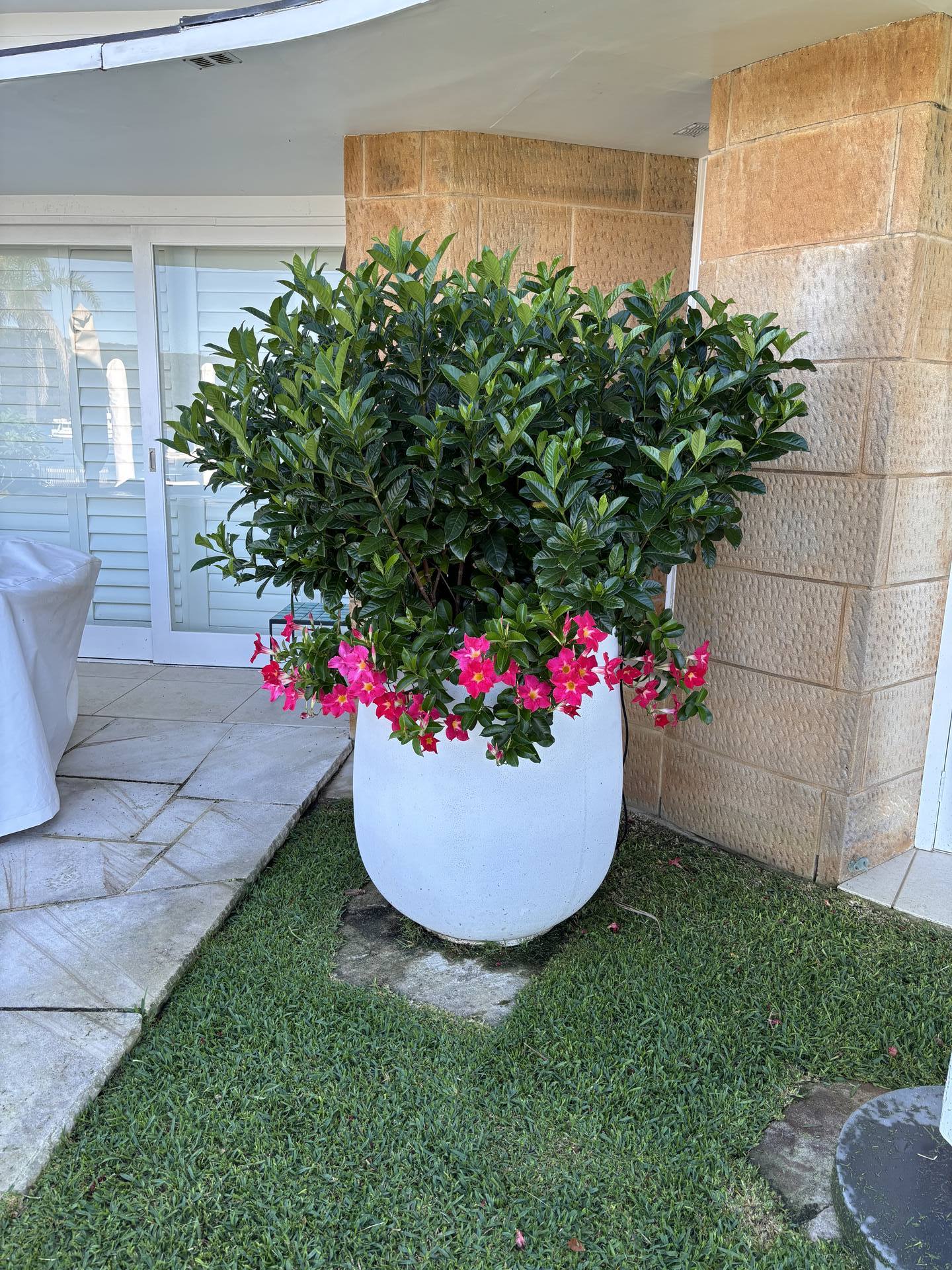 Northern Beaches Seasonal Planting & Colour Displays