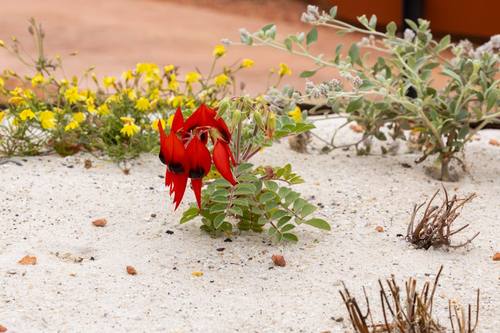 Avalon Beach Planting & Replanting