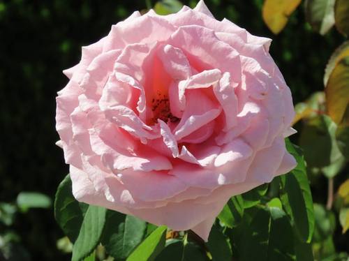 Seasonal Planting & Colour Displays in Northern Beaches