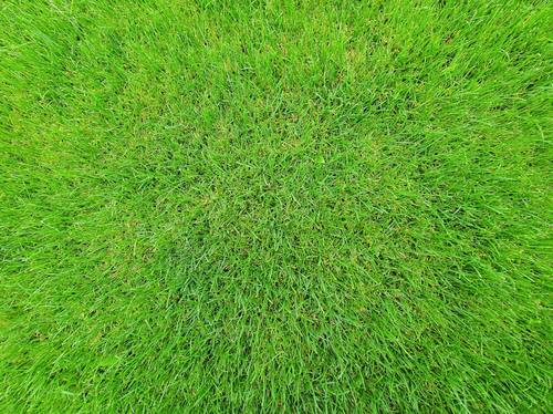 Turf Installation & Lawn Renovation in Northern Beaches