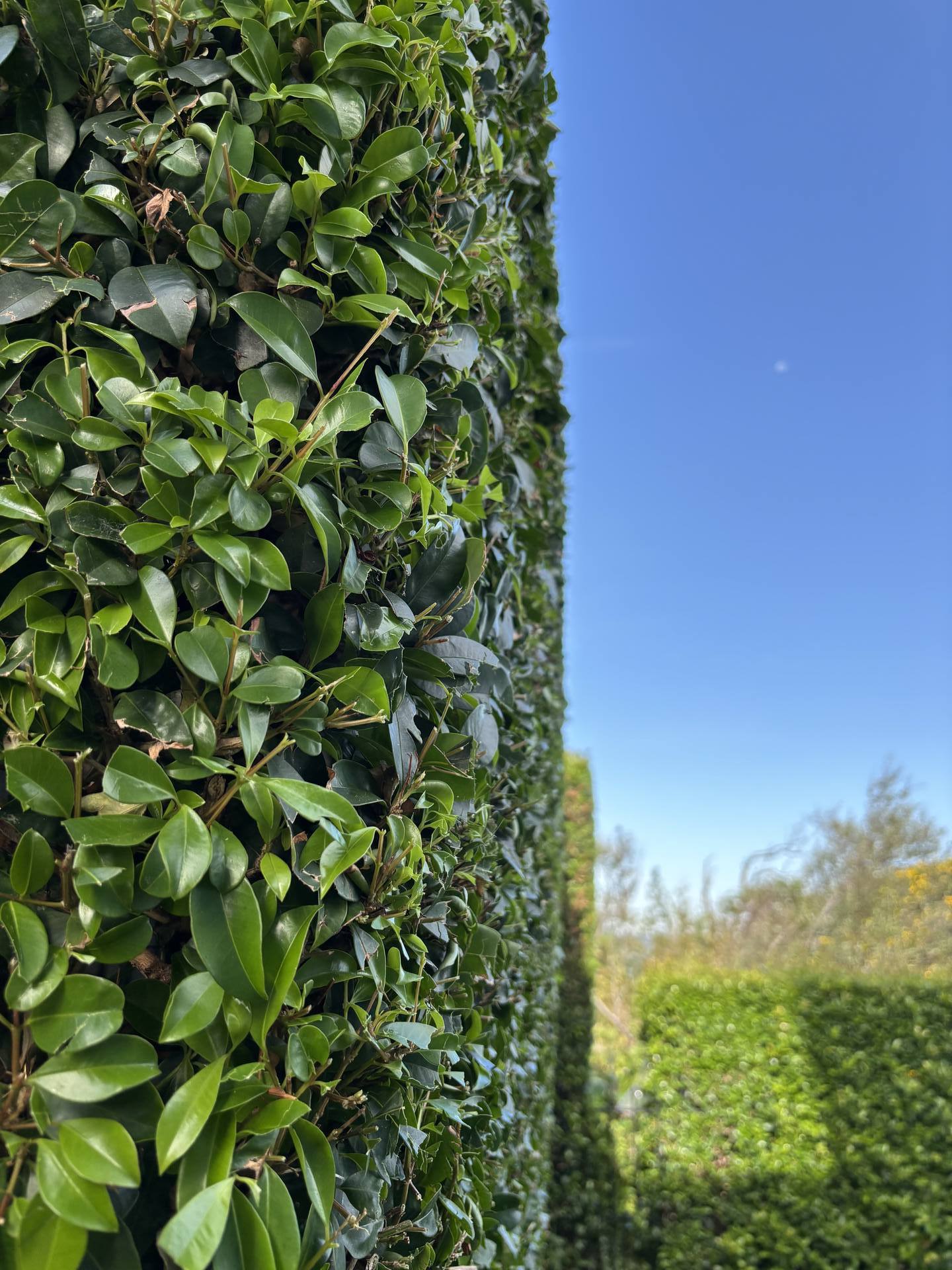 Palm Beach Hedge Trimming & Topiary
