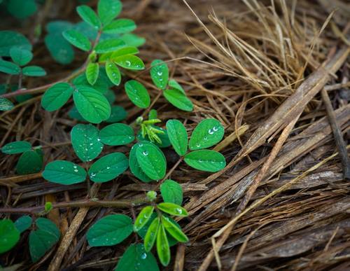 Garden Design & Consultation in Northern Beaches